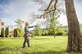 Professional Tree Services in Prospect Park, PA