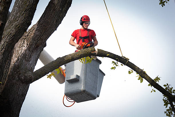 How Our Tree Care Process Works  in  Prospect Park, PA